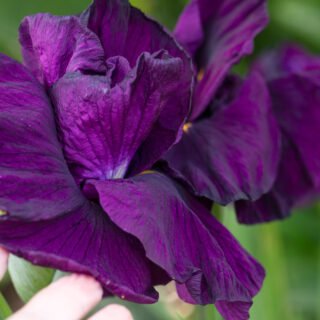 Ensata hybrider - Iris ensata 'Early Exuberance', japansk iris