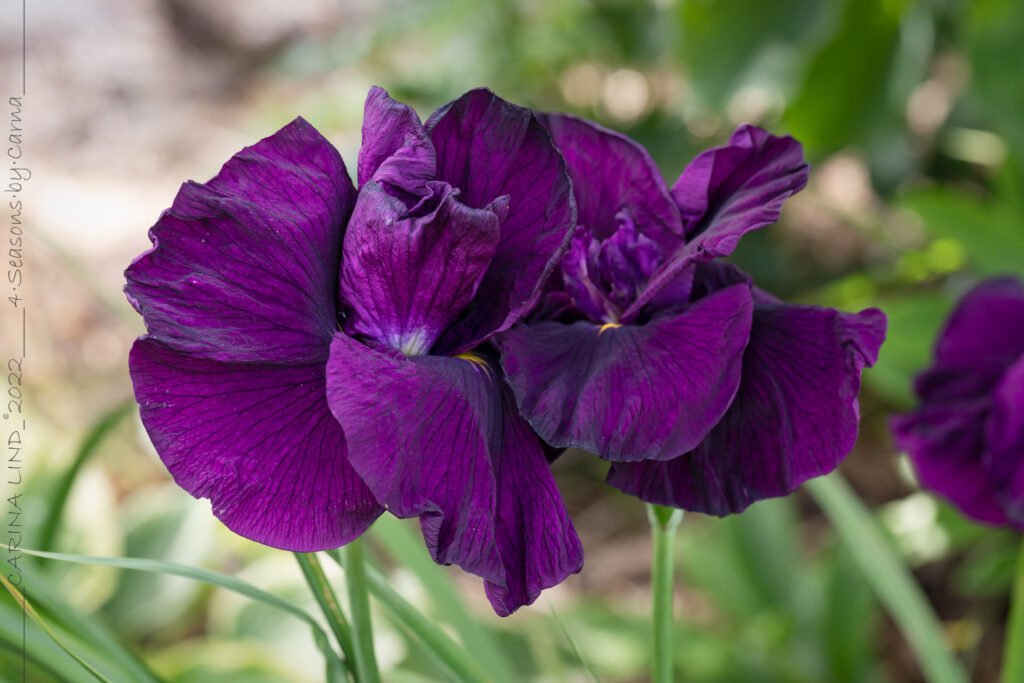 Juliblomningen - den är efteråt, Iris ensata 'Early Exuberance', japansk iris