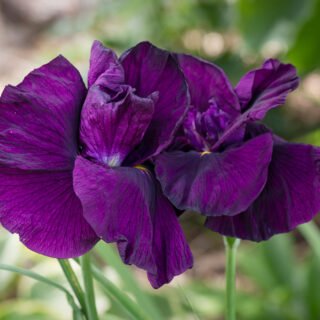 Juliblomningen - den är efteråt, Iris ensata 'Early Exuberance', japansk iris