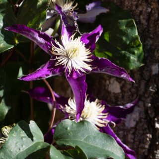 Clematis 'Haku Ookan'