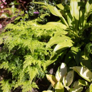 Ormbunkar - Onychium japonicum - carrot fern