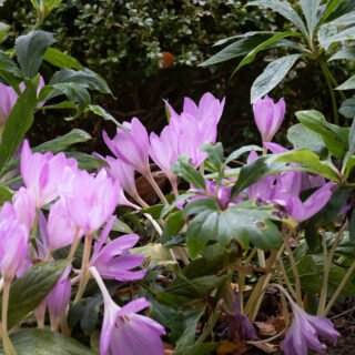 Colchicum 'The Giant', tidlösakultivar