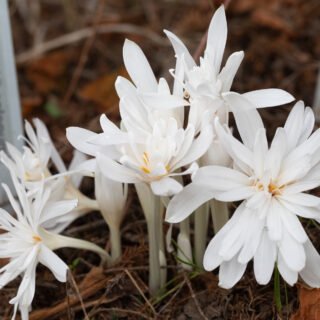 Höstkärlek - Colchicum autumnale 'Alboplenum'