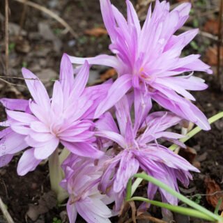 Höstkärlek - Colchicum autumnale 'Waterlily'