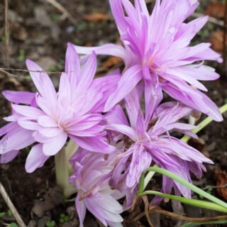 Colchicum autumnale 'Waterlily'