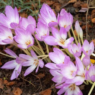 Colchicum 'Lilac Wonder'
