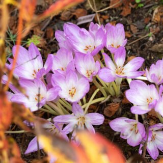 Höstkärlek - Colchicum 'Lilac Wonder'