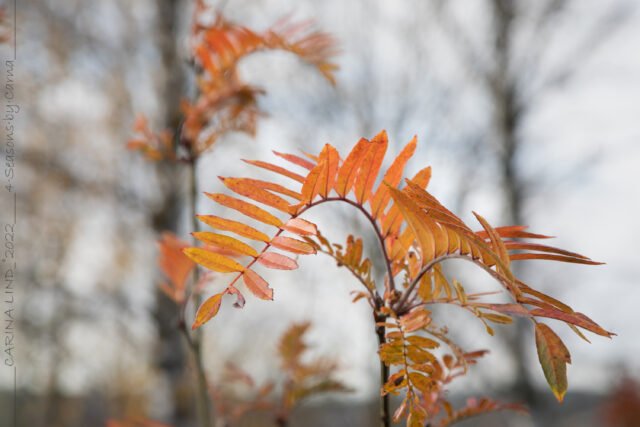 Höstfärger - Sorbus scalaris - bronsrönn