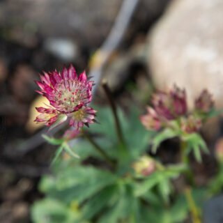 A - Astrantia 'Star of Love', stjärnflocka