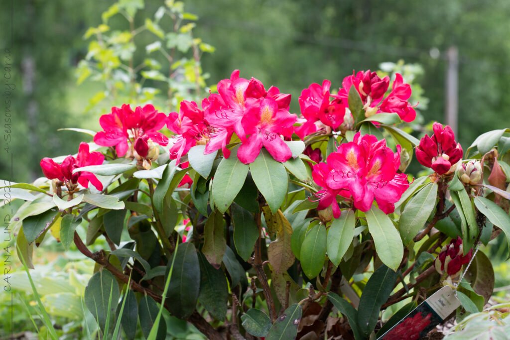 Produktionskalkyl - Rhododendron 'Junifeuer'