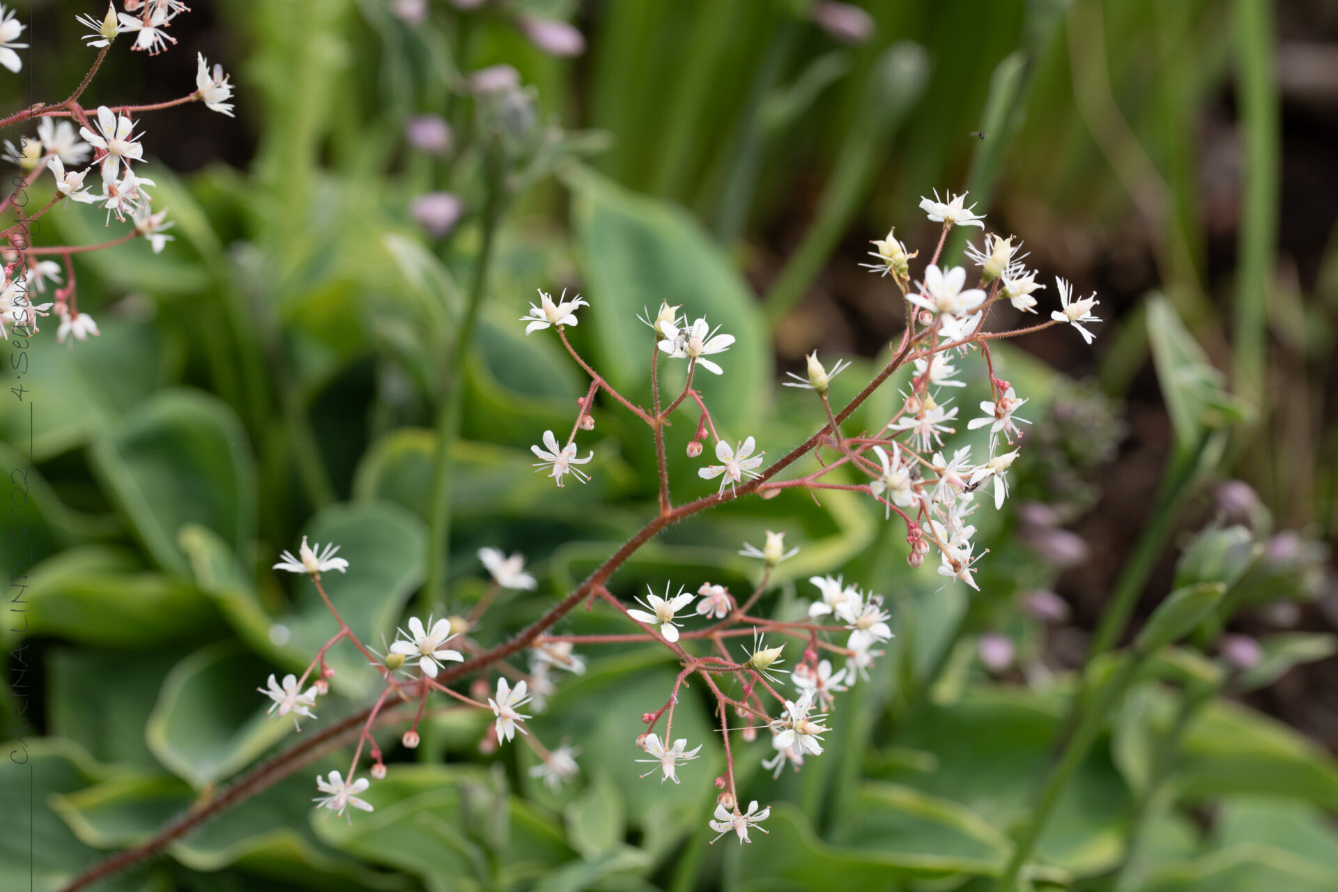 Saxifraga x geum 'Dentata'