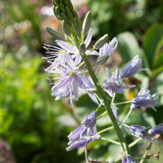 Camassia leichtlinii 'Violet Candle'