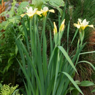 Iris sibirica 'Olive Emerson'