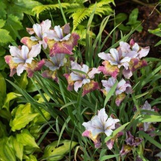 Sibirica hybrider - Iris sibirica 'Sugar Rush'