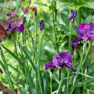 Iris sibirica 'Doreen Cambray'