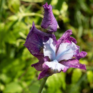 Sibirica hybrider - Iris sibirica 'Fisherman's Morning'
