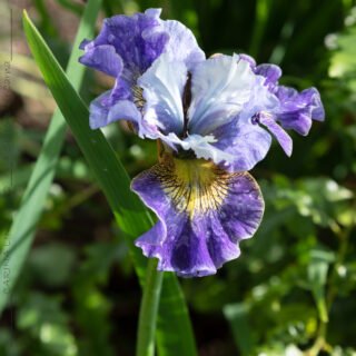 Sibirica hybrider - Iris sibirica 'Neptune's Gold'