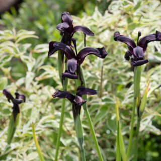 örtartade iris - Iris chrysographses 'Black Form' -sammetsiris