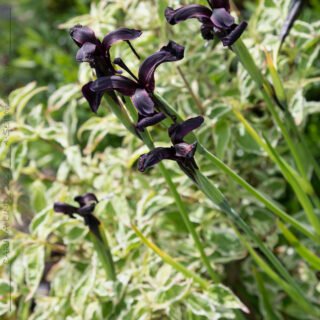 Iris chrysographses 'Black Form' -sammetsiris