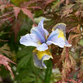 Trädgårdssäsongen-2023, Iris sibirica 'Uncorked' - strandiris