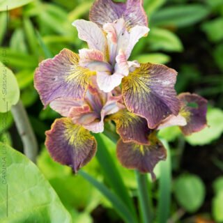 Trädgårdssäsongen - Iris sibirica 'Unbuttoned Zippers'