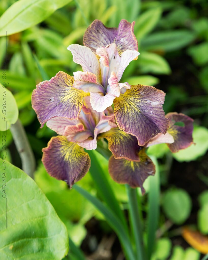 Trädgårdssäsongen - Iris sibirica 'Unbuttoned Zippers'