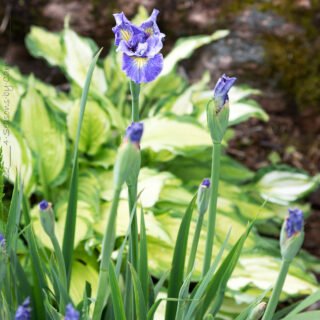 Sibirica hybrids - Iris sibirica 'Petalicious'