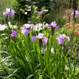 Iris 'Sibtosa Queen'
