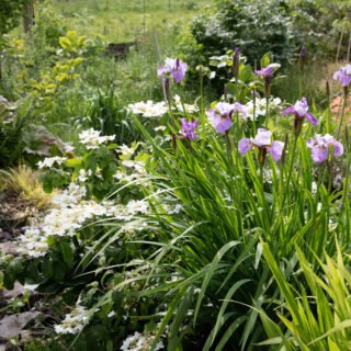 ötartade iris - Iris 'Sibtosa Queen'