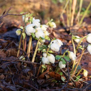 Helleborus niger - julros