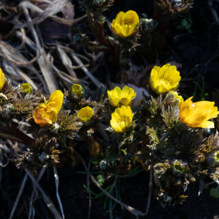Luften - våradonis, Adonis amurensis