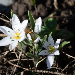 Luften surrade - Colchicum hungaricum 'Velebit Star' - ungersk ljusblomma