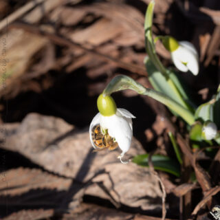 Luften - Galanthus 'Bertram Anderson' - snödroppe