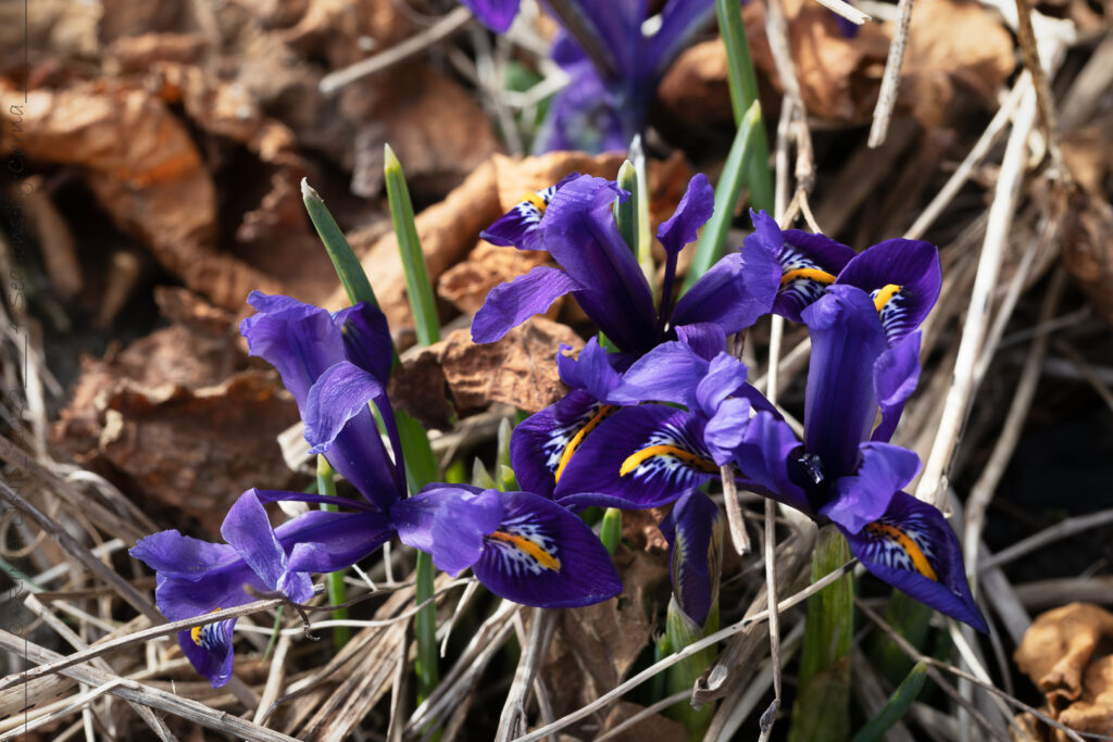 just-nu - Iris reticulata 'Harmony'