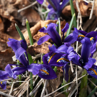 just-nu - Iris reticulata 'Harmony'