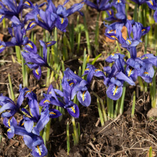 Iris reticulata 'Cantab'