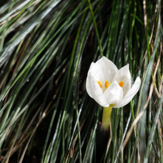 Colchicum szovitsii