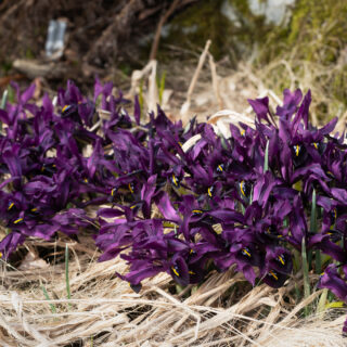 just-nu - Iris reticulata 'George'