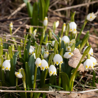 just-nu - Leucojum vernum v carpathicum, snöklocka