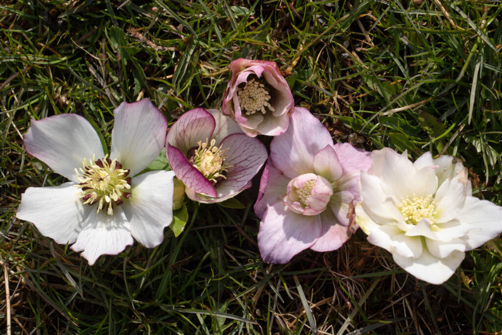 Vackra - Helleborus hybridus seedling, hybridjulros