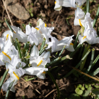 Iris reticulata-grp 'White Caucasus'