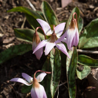 Erythronium dens-canis 'Pink Perfection'