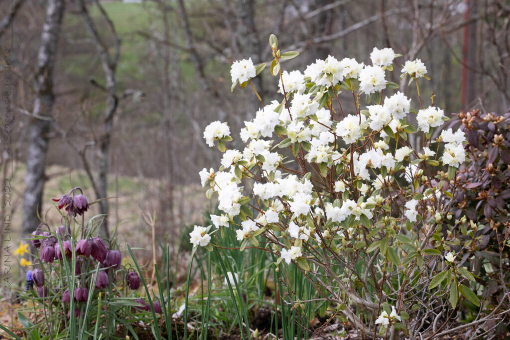 Färgkoordinerad - Rhododendron 'April Snow'