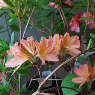 Rhododendronarter - Rhododendron molle ssp japonicum