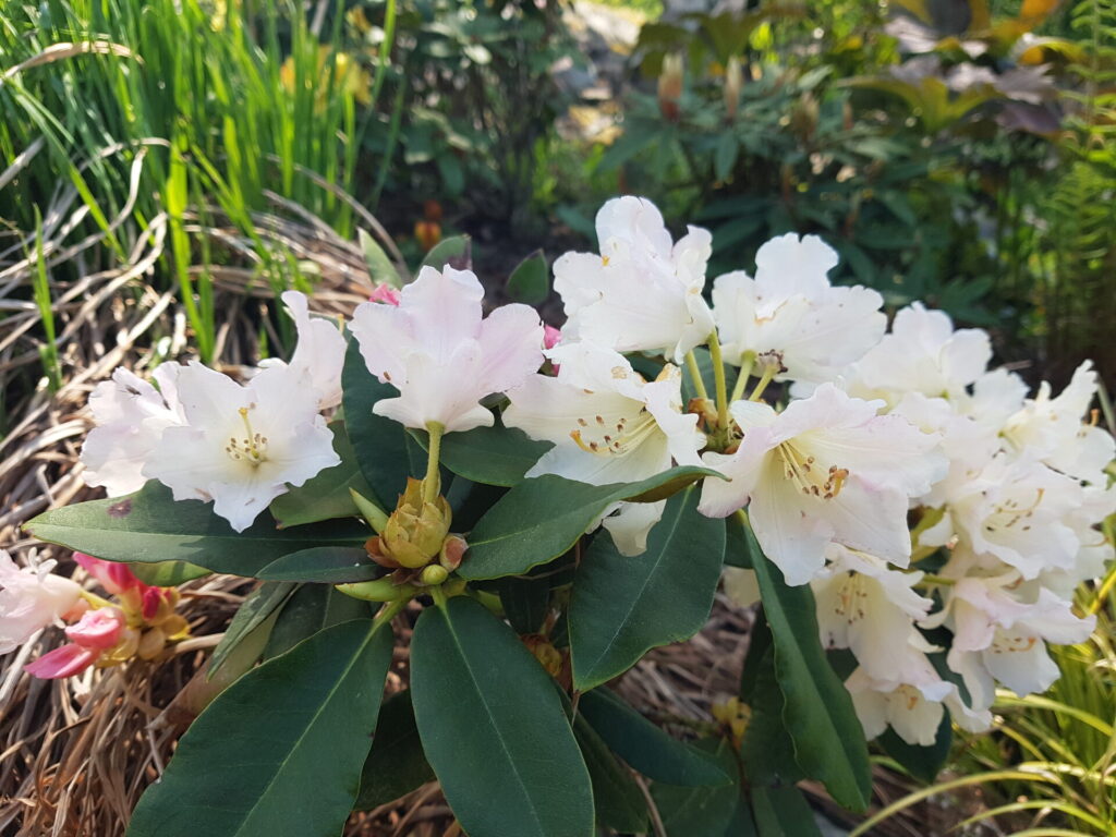 Rhododendronhybrider - Rhododendron 'Golden Torch'