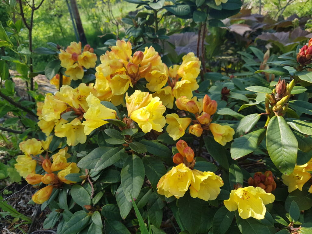 Rhododendron 'Golden Everest'