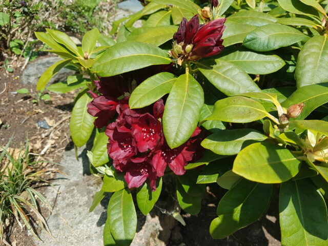 Nyanläggning - Rhododendron 'Black Widow'