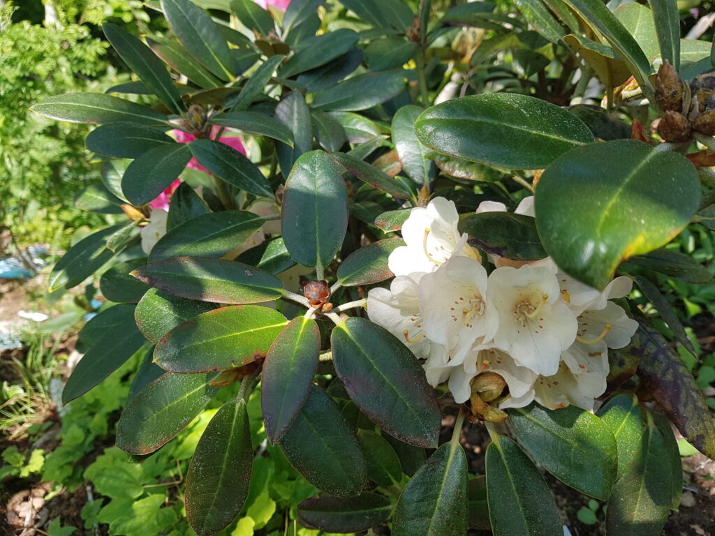 Guldvatten - Rhododendron 'Aurelion'