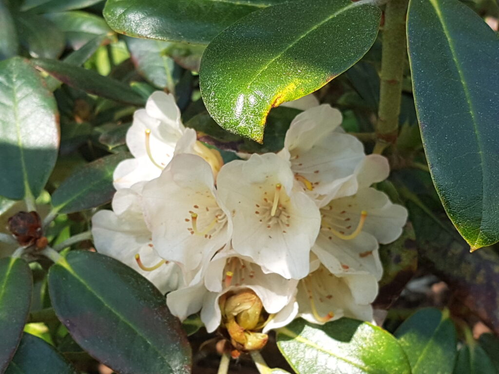 Rhododendronhybrider - Rhododendron 'Aurelion'
