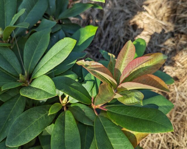 Gerillaodling - Rhododendron 'Junifeuer'
